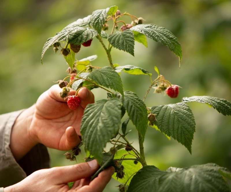 Wann man Himbeeren umpflanzt – für ein üppiges Himbeerbeet 