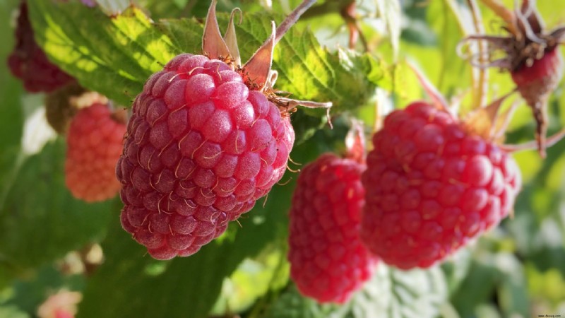 Wann man Himbeeren umpflanzt – für ein üppiges Himbeerbeet 