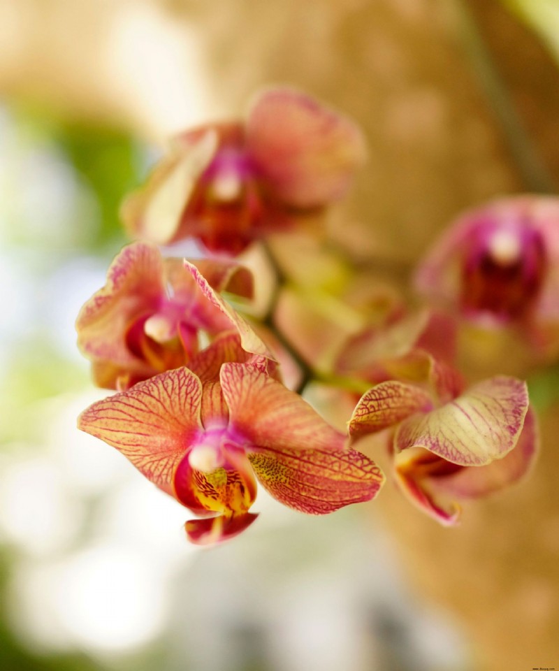 Wie lange blühen Orchideen – und wie kann man sie länger halten? 