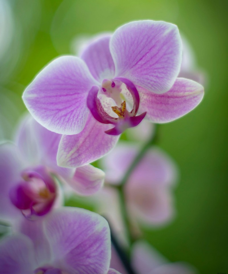 Wie lange blühen Orchideen – und wie kann man sie länger halten? 