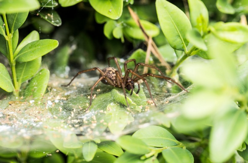 10 ausfallsichere Methoden, um Spinnen fernzuhalten 