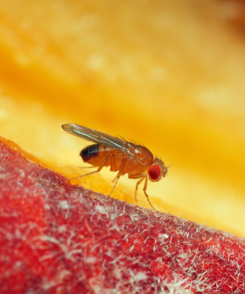 So werden Sie Fruchtfliegen im Haus los – Lösungen, um das Insekt schnell zu vertreiben 