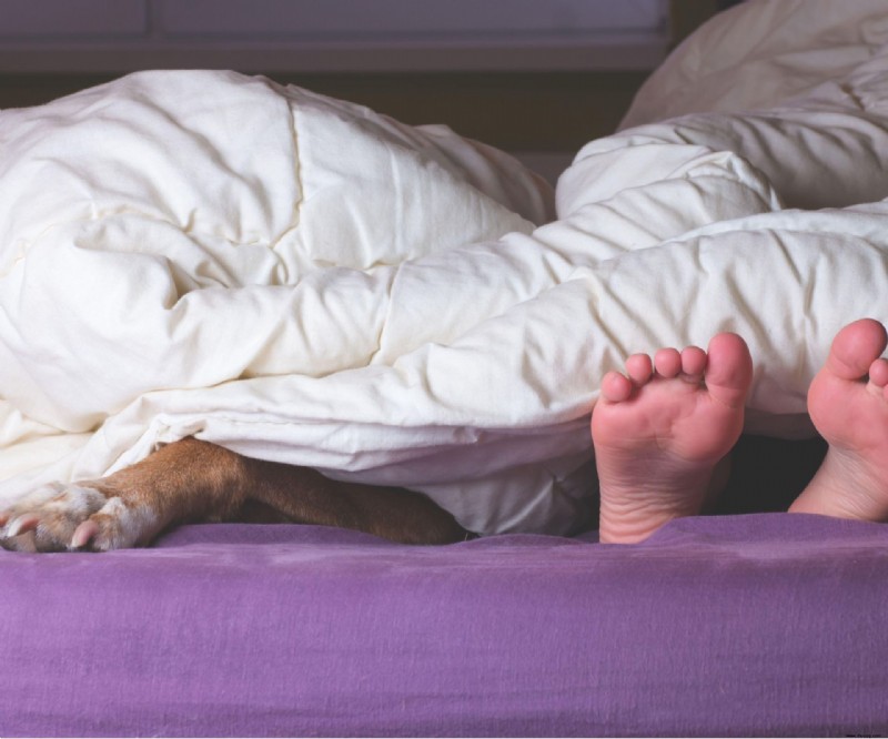 Wie das Teilen Ihres Bettes mit Ihrem Haustier nicht nur den Schlaf, sondern auch Ihre Gesundheit beeinträchtigt 
