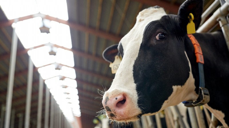 Google verwendet Daten, um seine Mitarbeiter zu einer weniger fleischigen Ernährung anzuregen