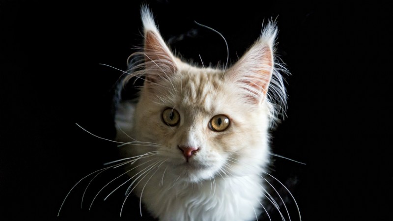 Toxoplasma gondii:Der bewusstseinsverändernde Katzenparasit könnte gefährlicher sein, als wir dachten