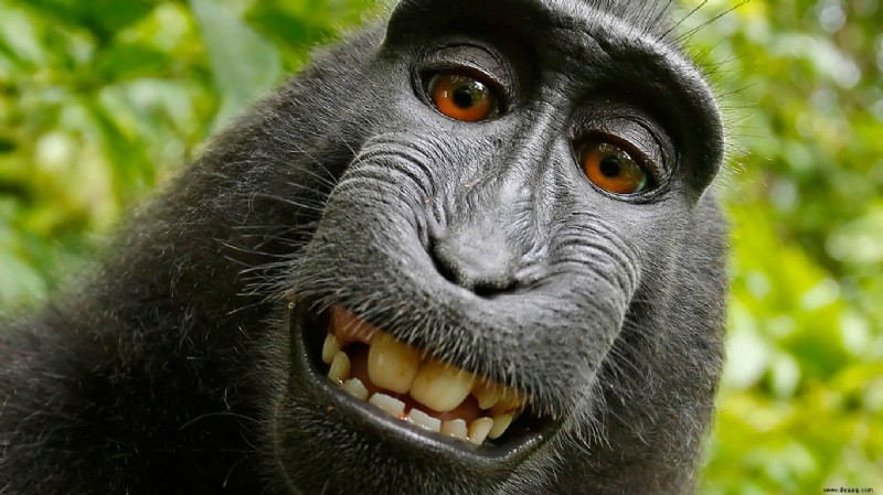 Der Urheberrechtsfall für Affen-Selfies ist beendet