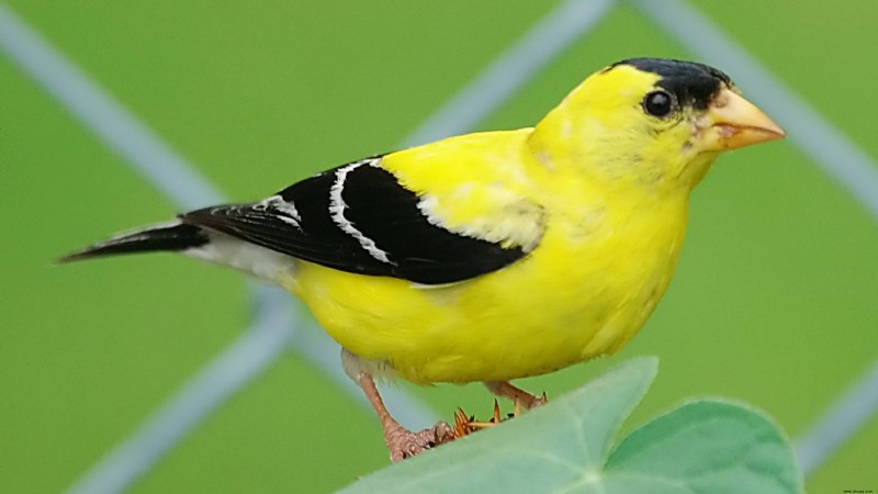 Wissenschaftler können jetzt basierend auf ihren Gedanken vorhersagen, was ein Vogel als nächstes singen wird