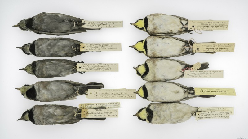 Aufzeichnungen historischer Luftverschmutzung verstecken sich in den Federn rußiger Vögel
