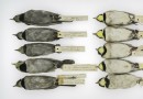 Aufzeichnungen historischer Luftverschmutzung verstecken sich in den Federn rußiger Vögel