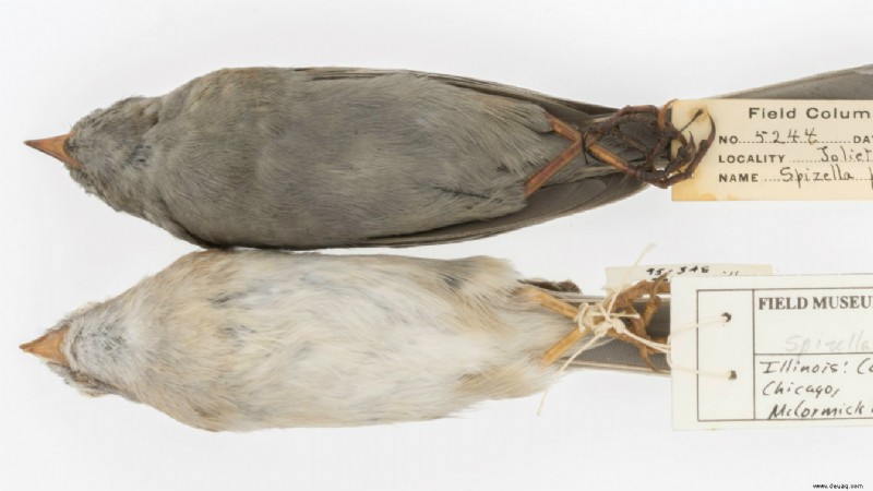 Aufzeichnungen historischer Luftverschmutzung verstecken sich in den Federn rußiger Vögel