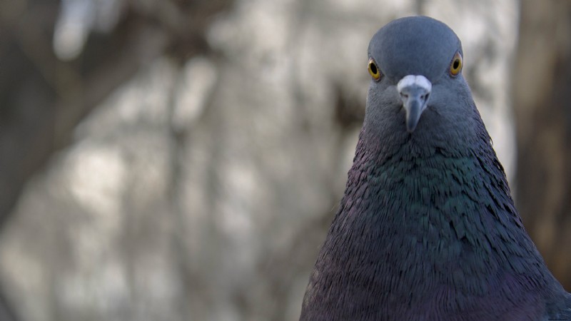 Vogelgehirne Großbritanniens:Tauben haben ein Verständnis für Raum und Zeit 