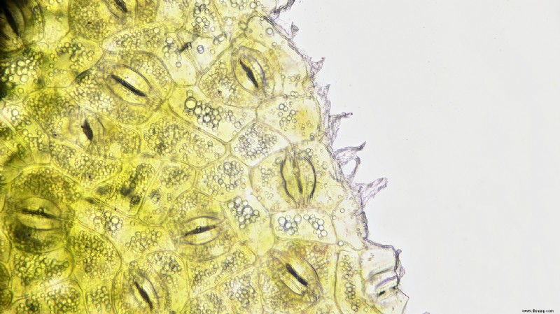 Künstliche Photosynthese:Die Zwei-in-Eins-Technologie, die den Planeten retten könnte