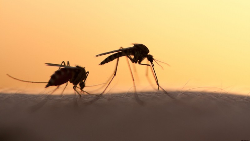 CRISPR-Bearbeitung bei Moskitos könnte Hunderte von Menschenleben vor Malaria retten – aber es gibt einen Haken