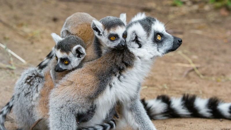 Schnell lernende Lemuren sind der Schlüssel zur Popularität