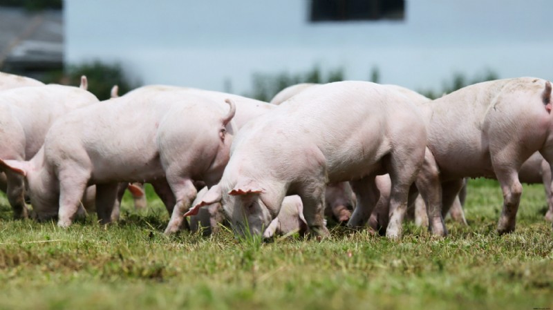 Wissenschaftler von Yale behaupten, dass Schweinehirne ohne den Körper am Leben erhalten werden können