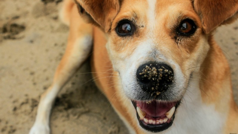 Wer ist dieser Hund? Google Lens glaubt, die Rasse Ihres Haustieres erraten zu können 