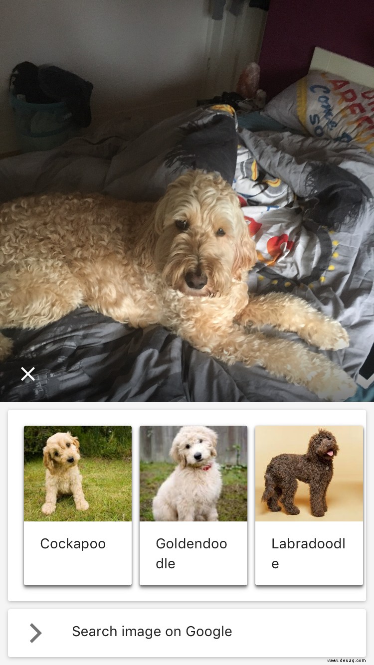 Wer ist dieser Hund? Google Lens glaubt, die Rasse Ihres Haustieres erraten zu können 