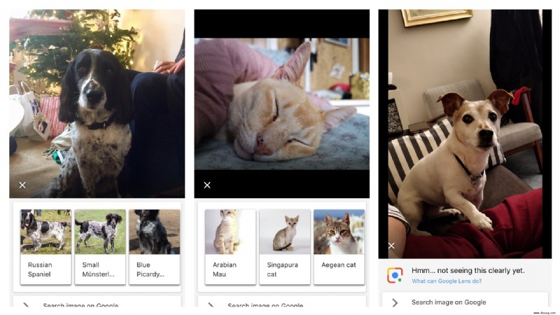 Wer ist dieser Hund? Google Lens glaubt, die Rasse Ihres Haustieres erraten zu können 