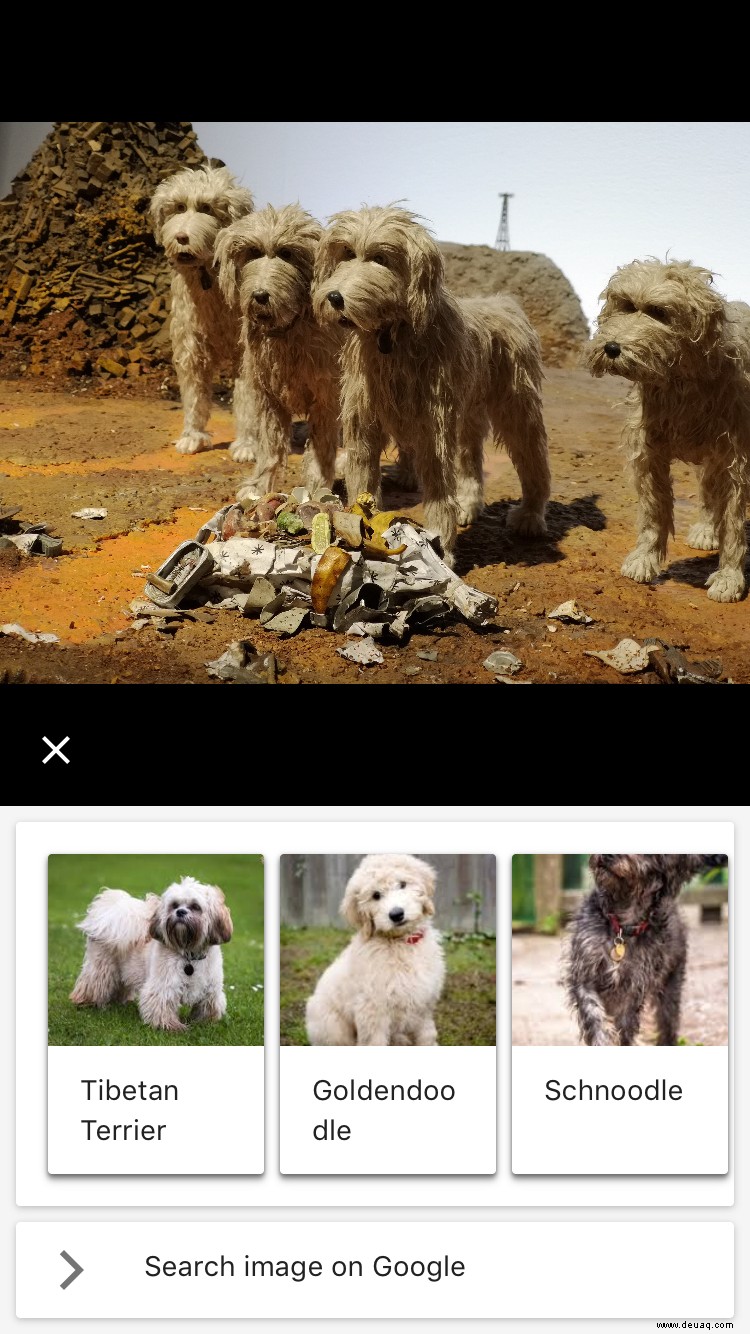 Wer ist dieser Hund? Google Lens glaubt, die Rasse Ihres Haustieres erraten zu können 