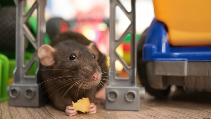 „Faule“ Rattengehirne sind darauf programmiert, ein leichtes Leben zu wählen