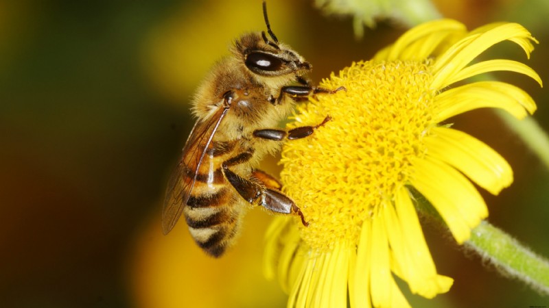 KI könnte der Schlüssel zur Rettung der britischen Bienenpopulation sein