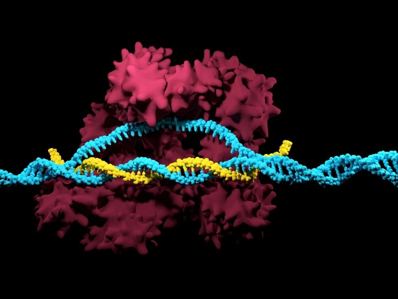 Crick-Wissenschaftler knacken die CRISPR-Bearbeitung