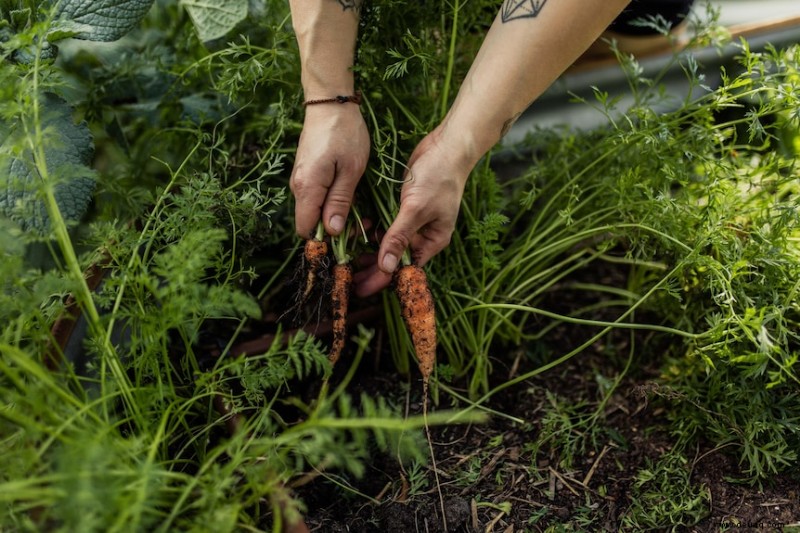 Verwandlung eines gemieteten Gartens in einen essbaren Garten