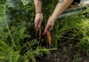 Verwandlung eines gemieteten Gartens in einen essbaren Garten