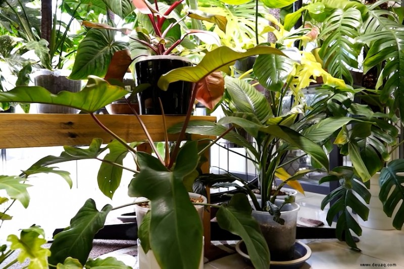 Dieser tropische Zimmerpflanzensammler hat seine Lounge in ein Gewebekulturlabor verwandelt
