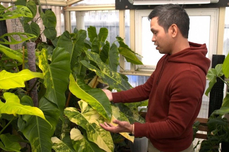 Dieser tropische Zimmerpflanzensammler hat seine Lounge in ein Gewebekulturlabor verwandelt