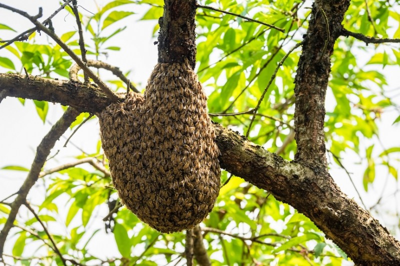 Umgang mit Bienen oder Wespen:Wann Sie sie in Ruhe lassen, weiterbringen oder einen Schädlingsbekämpfer rufen sollten