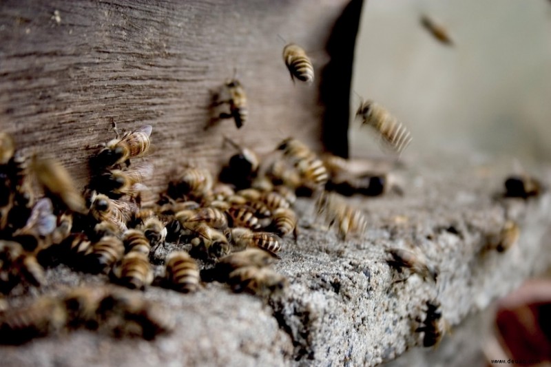 Umgang mit Bienen oder Wespen:Wann Sie sie in Ruhe lassen, weiterbringen oder einen Schädlingsbekämpfer rufen sollten