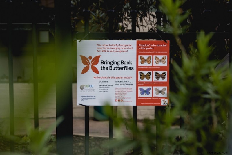 Um den perfekten Schmetterlingsgarten anzulegen, füllte Koren ihren Vorgarten mit einheimischen Pflanzen