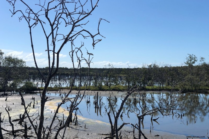 Die besten kostenlosen Naturwanderungen in und um Brisbane 